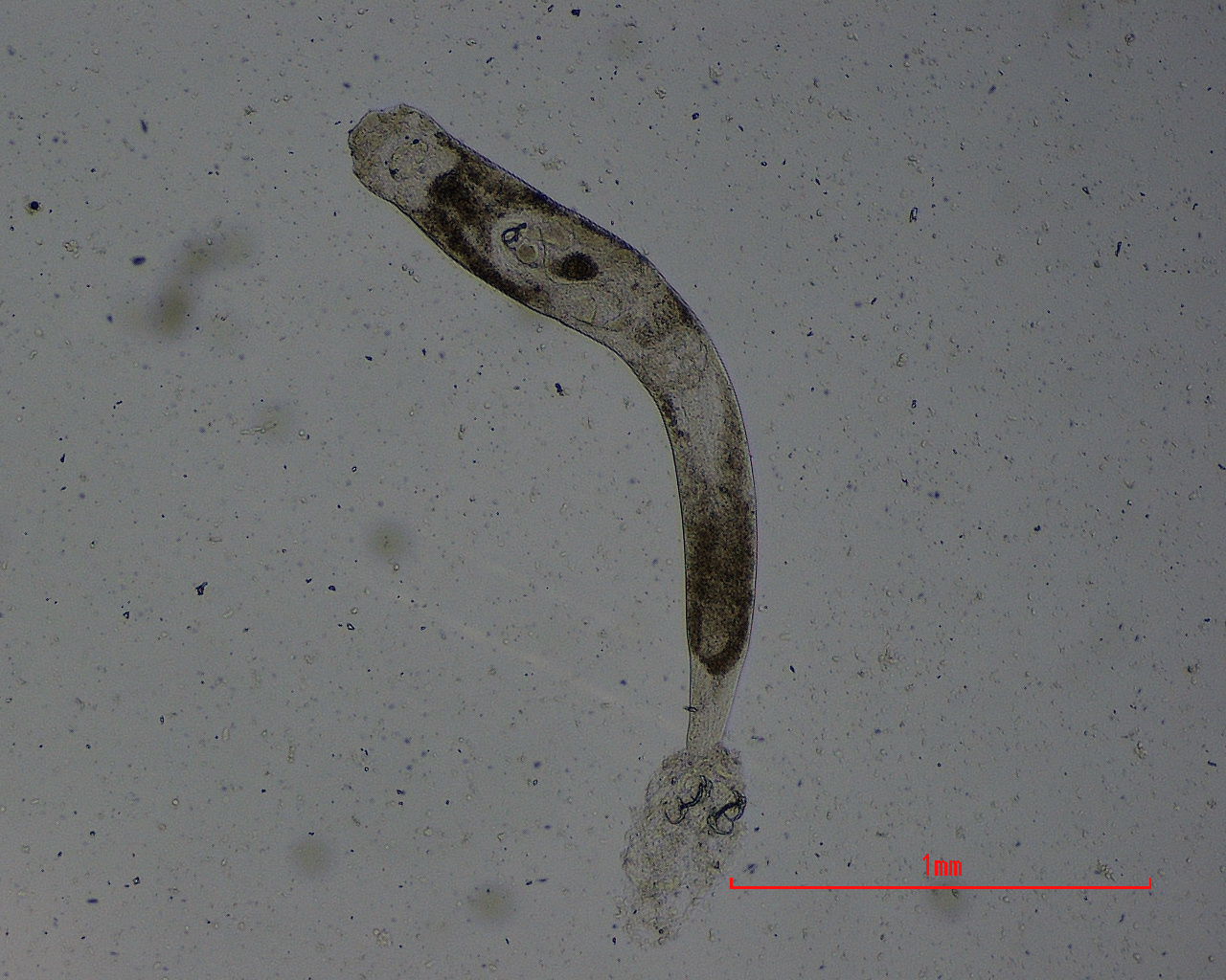 Ligictaluridus michaelalicea